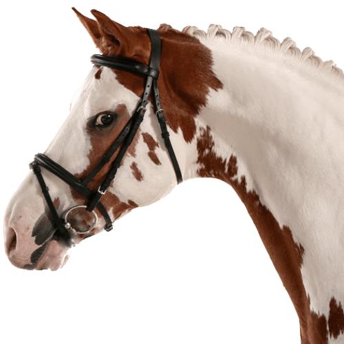 Cheap deals horse gear