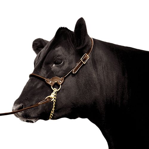 Leather Show Halter with Lead Medium (Black)