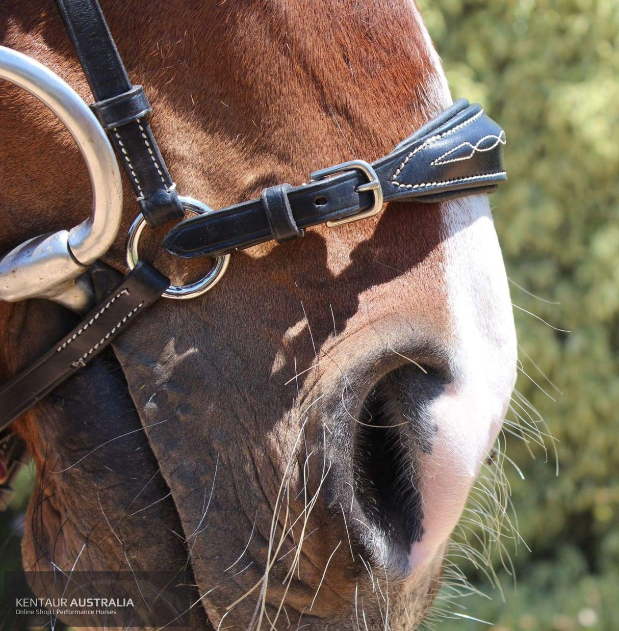 Kentaur 'Clarksville' Drop Noseband Bridle