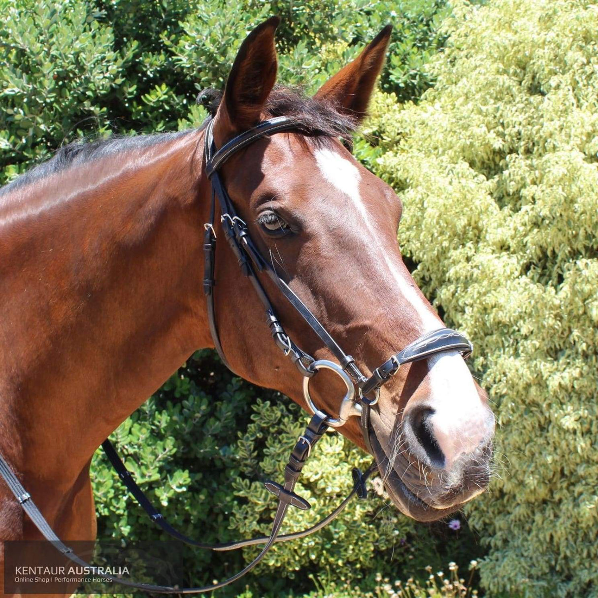 Kentaur 'Clarksville' Drop Noseband Bridle