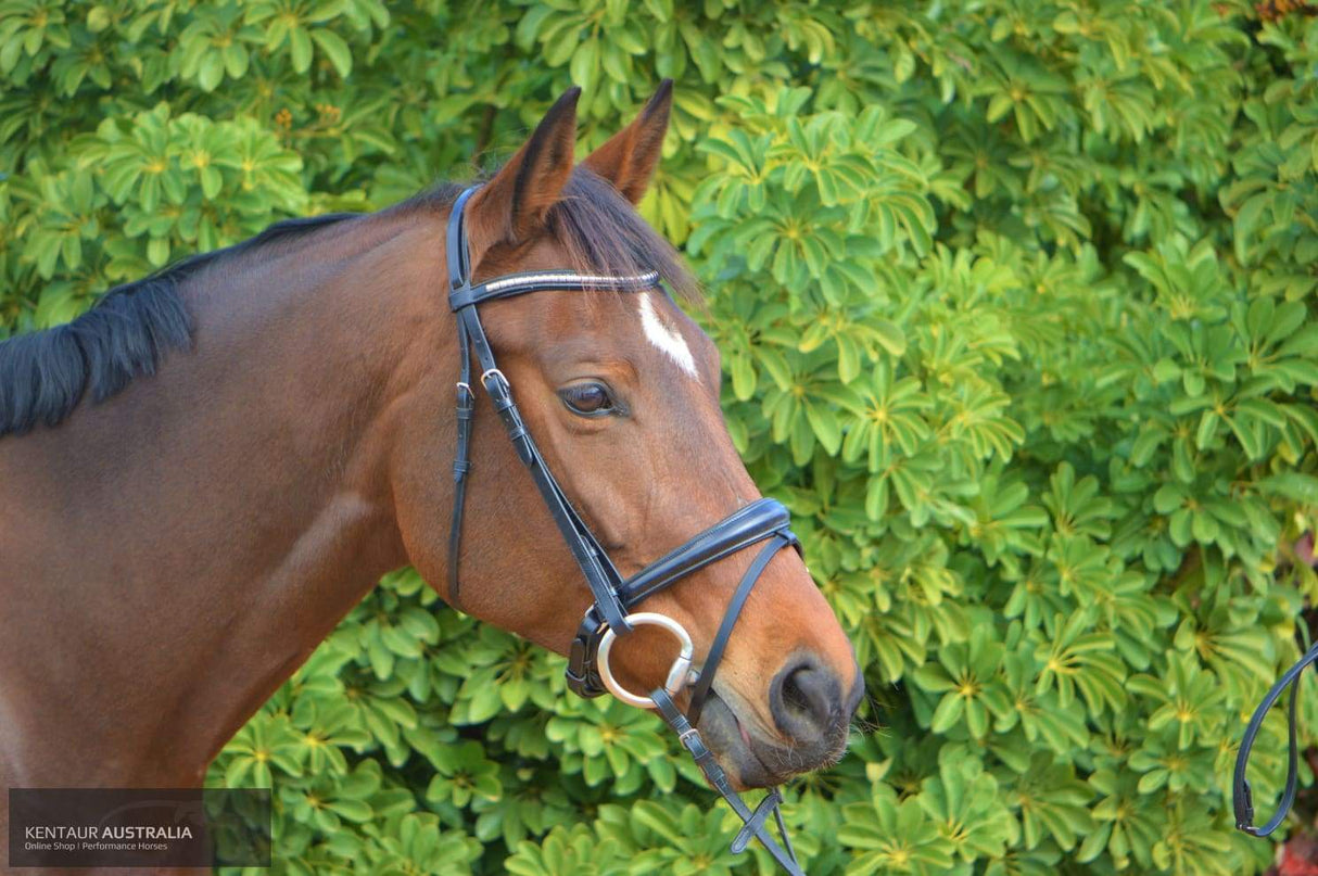 Kentaur 'Griffin' Dressage Bridle