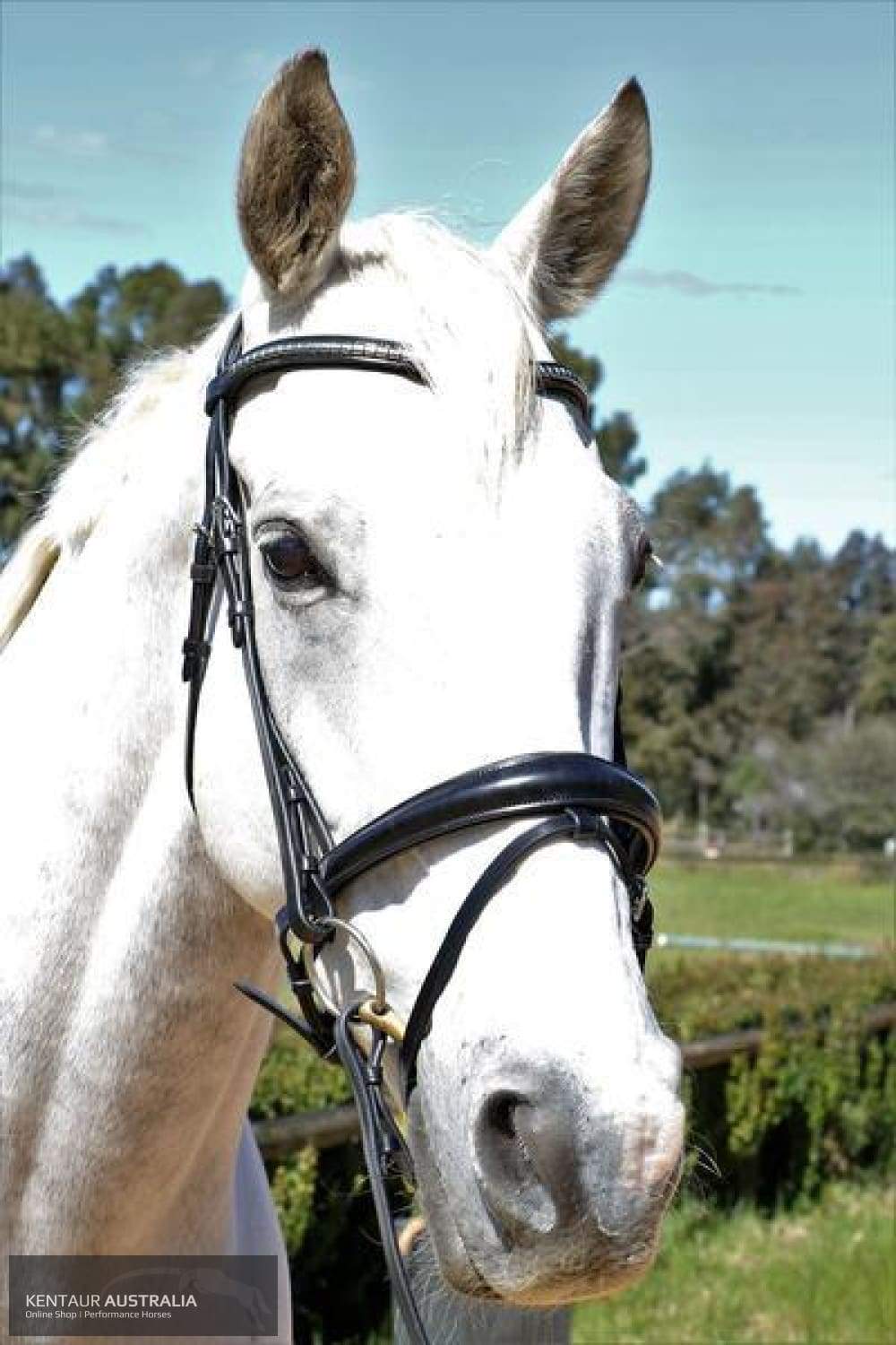 Kentaur 'Griffin' Dressage Bridle