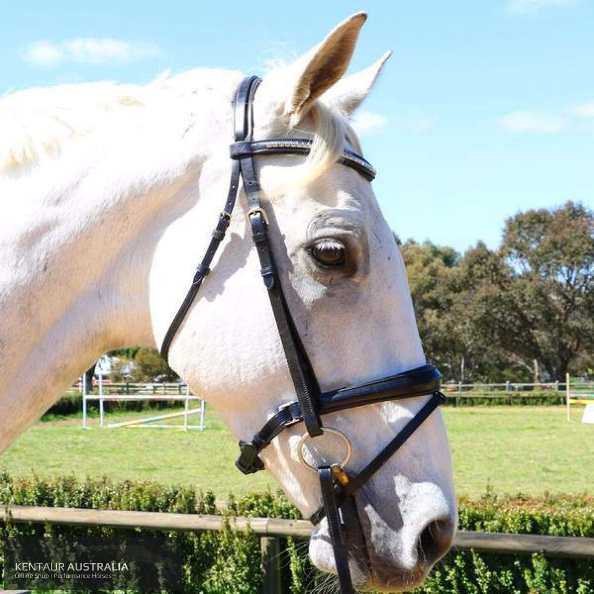 Kentaur 'Griffin' Dressage Bridle